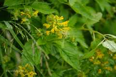 Corydalis govaniana
